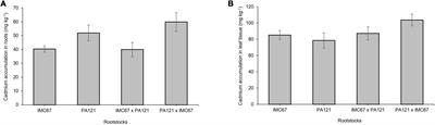 Rootstock-Mediated Genetic Variance in Cadmium Uptake by Juvenile Cacao (Theobroma cacao L.) Genotypes, and Its Effect on Growth and Physiology